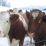 Biohof Koeck Tonibauer Zeutschach