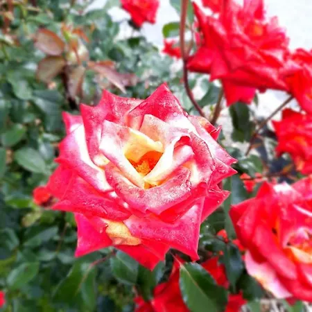 Farm stay Biohof Koeck Tonibauer *