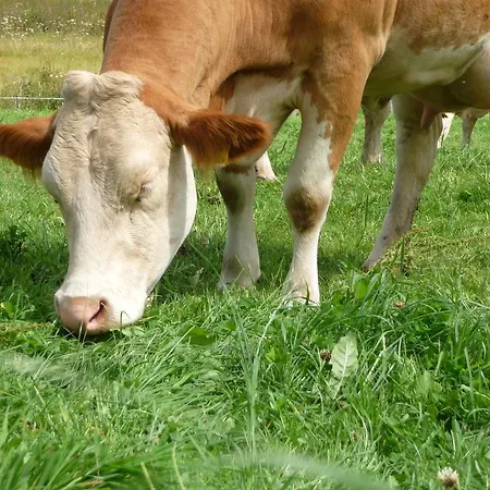 Biohof Koeck Tonibauer Farm stay