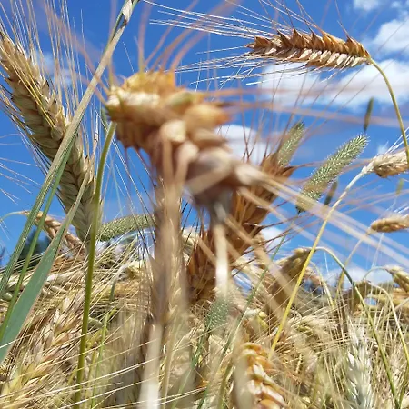 Lantgård Biohof Koeck Tonibauer *