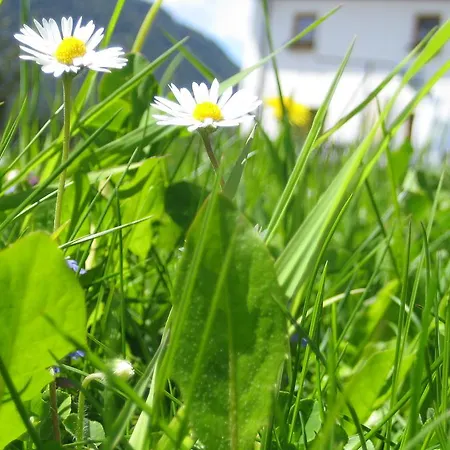 Biohof Koeck Tonibauer Farm stay Zeutschach