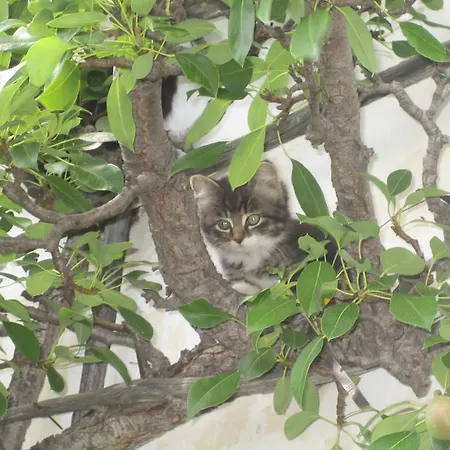 Farm stay Biohof Koeck Tonibauer Zeutschach