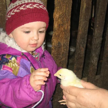 Farm stay Biohof Koeck Tonibauer Zeutschach