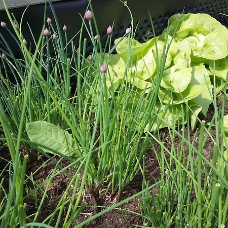 Biohof Koeck Tonibauer * Zeutschach