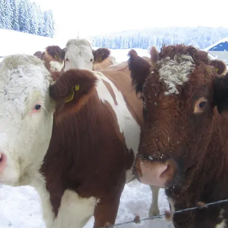 Biohof Koeck Tonibauer Zeutschach