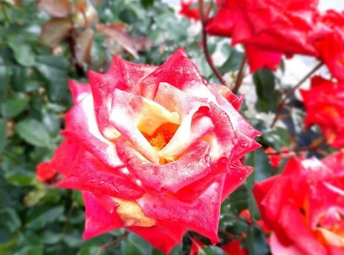 Vakantieboerderij Biohof Koeck Tonibauer *