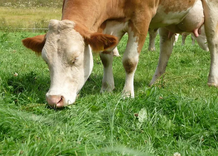 Biohof Koeck Tonibauer Farmház
