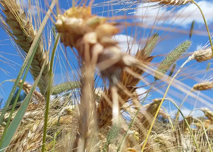 Çiftlik konaklama Biohof Koeck Tonibauer *