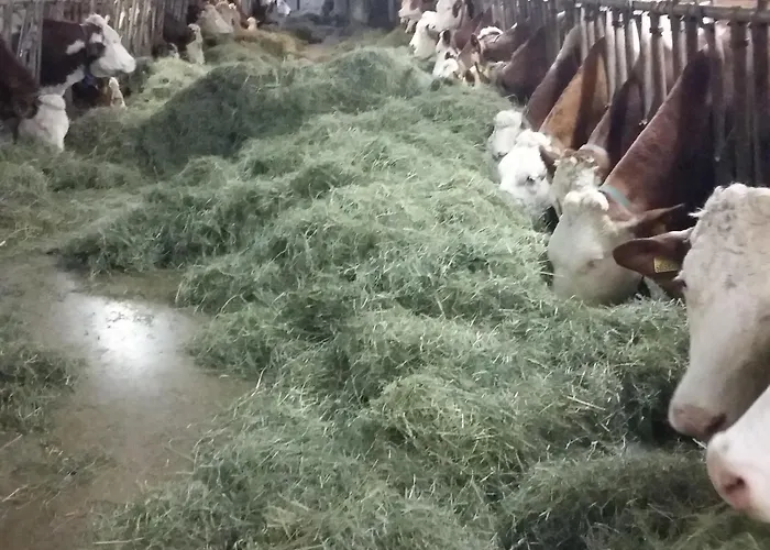 Biohof Koeck Tonibauer *