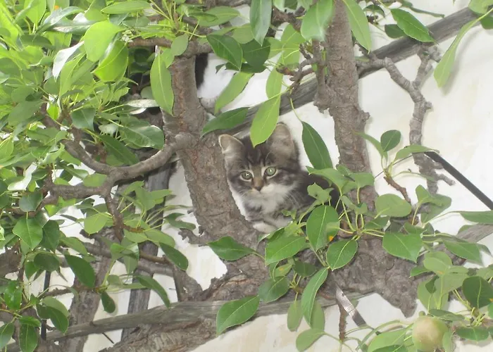 Vakantieboerderij Biohof Koeck Tonibauer Zeutschach