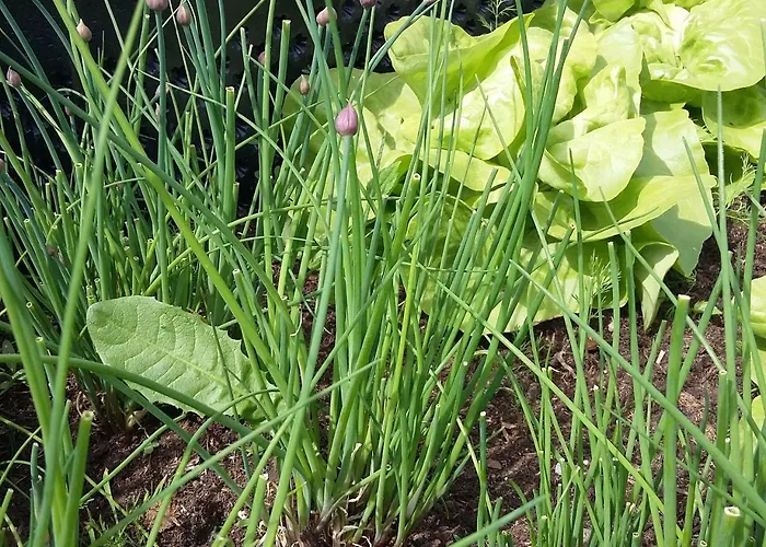Biohof Koeck Tonibauer * Zeutschach