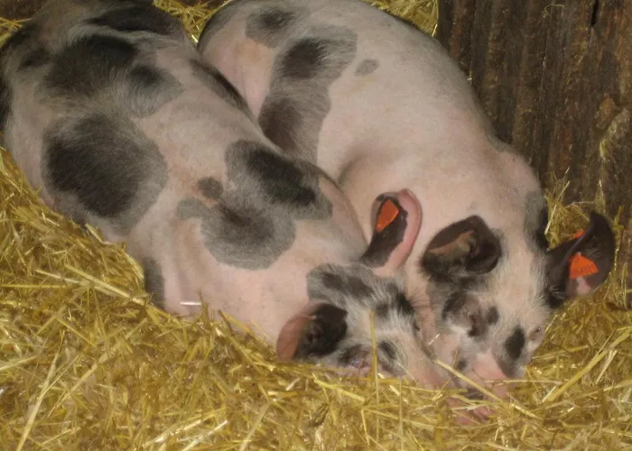 Biohof Koeck Tonibauer