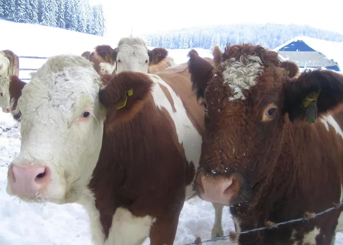 Biohof Koeck Tonibauer Zeutschach
